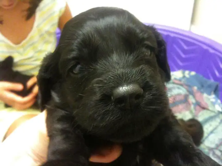 1356174174~A-black-fur-coated-Chatham-Hill-Retriever-puppy.jpg