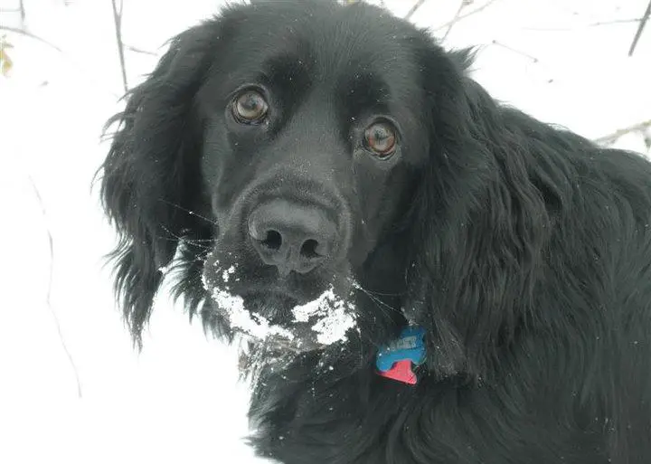 1356174175~Chatham-Hill-Retriever-dog-in-the-snow.jpg