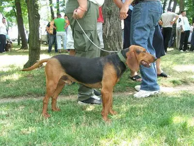 1356185307~A-Yugoslavian-Hounds-with-its-owner.jpg