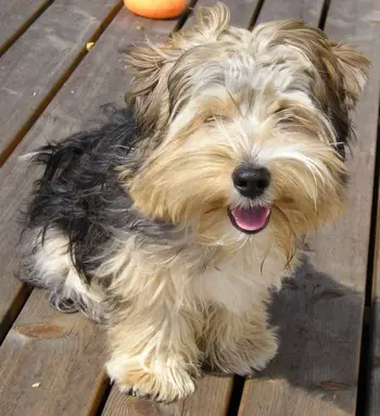 1356187245~Is-this-Yorkie-Ton-laughing.jpg