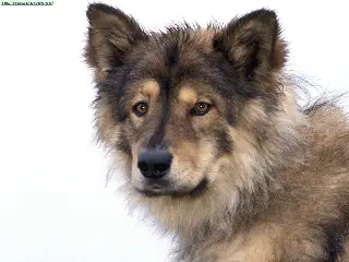 1356191157~Coydog-with-brown-and-tan-coated.jpg