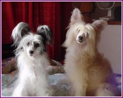 1356191773~A-Male-and-a-female-Crested-Tzu-together.jpg