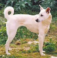 1356192179~Cretan-Hound-dogs-are-very-healthy.jpg