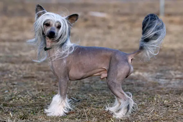 1356199088~A-cute-Chinese-Crested.jpg
