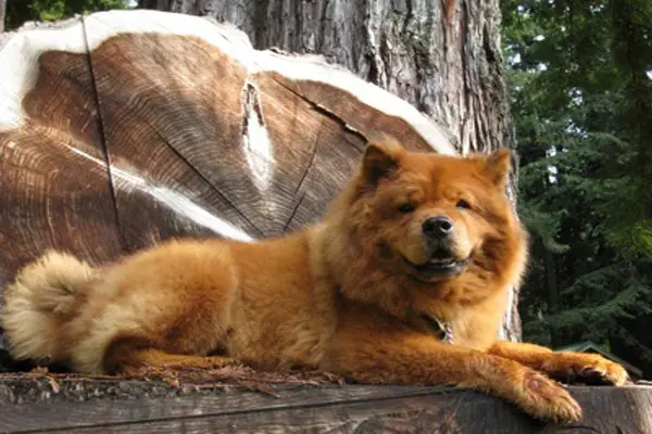 1356203509~A-cute-Chow-Chow-standing-in-tree.jpg