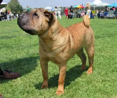 1356250312~Chinese-Shar-Pei-with-its-owner.jpg