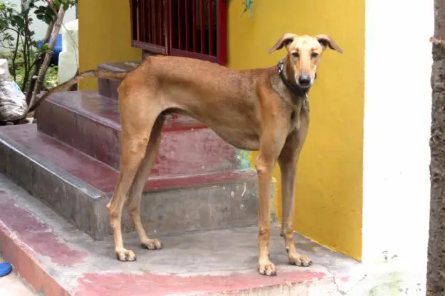 1356251539~Angled-view-of-a-Chippiparai-dog.jpg