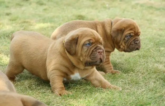 1356257044~Two-little-French-Mastiff-puppies.jpg