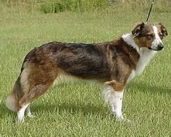 1356515291~Right-sided-view-of-a-English-Shepherd-dog.jpg