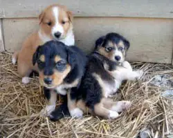 1356515292~Three-English-Shepherd-puppies-together.jpg