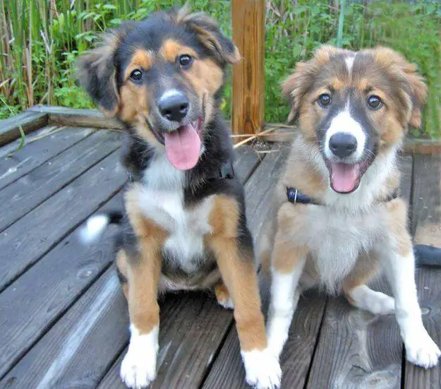 1356515823~Farm-Collie-it-seems-they-are-friends.jpg