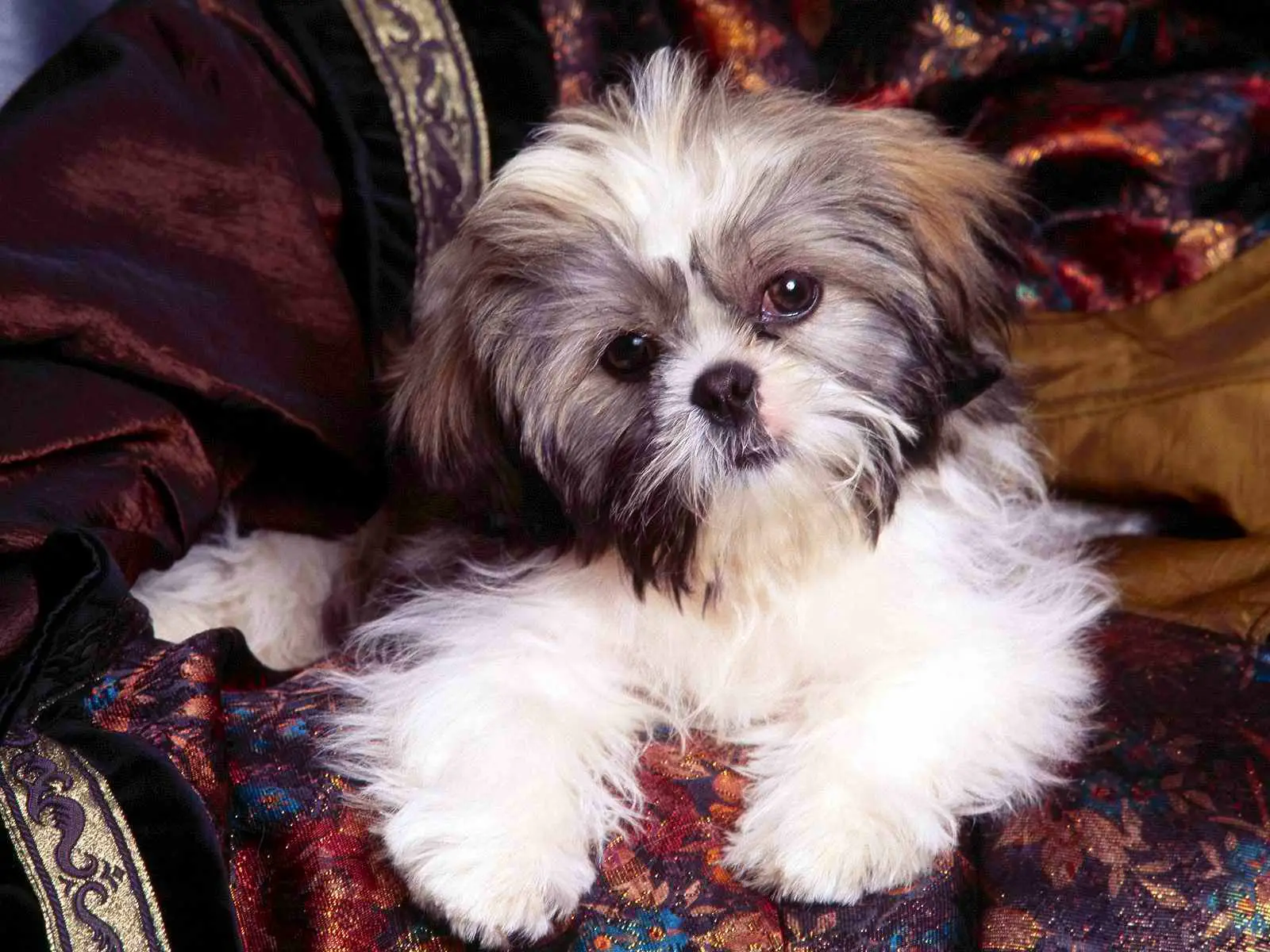 1356715372~Tricolored-Shih-Tzu-sitting-in-a-brown-couch.jpg