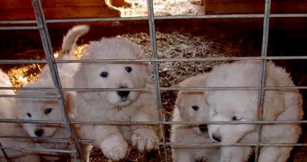1356767312~Maremma-Sheepdog-puppies-in-a-cage.jpg