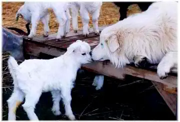 1356767316~Maremma-Sheepdog-puppy-and-mom.jpg