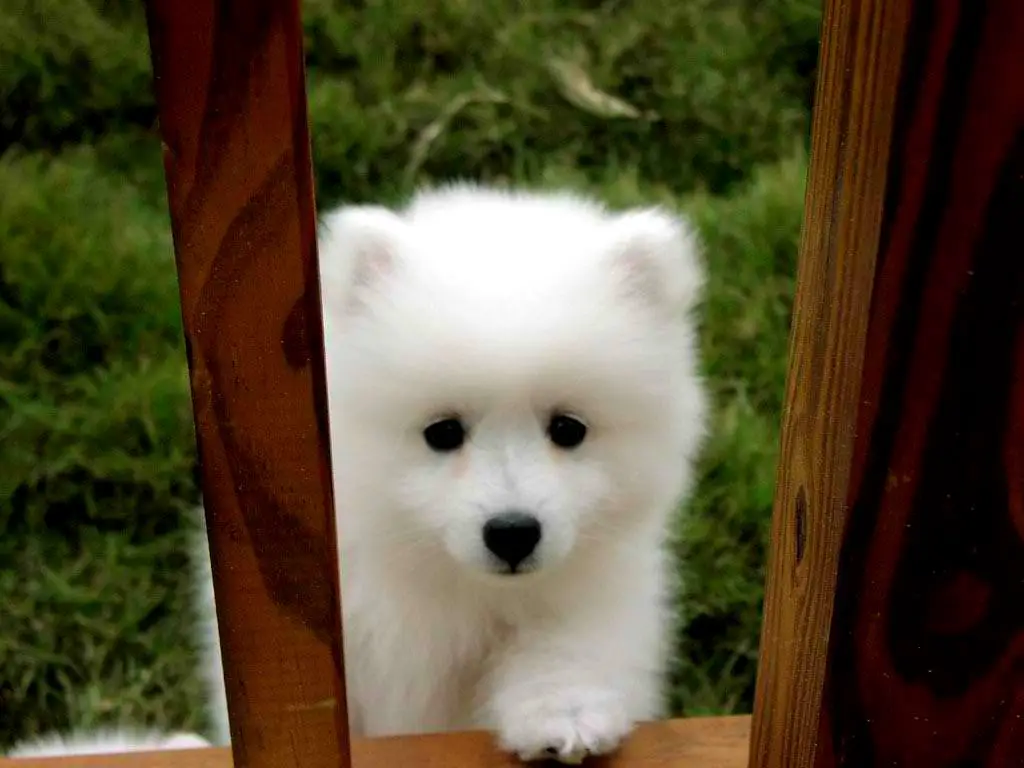 1356792280~Sad-Miniature-American-Eskimo-Puppy.jpg