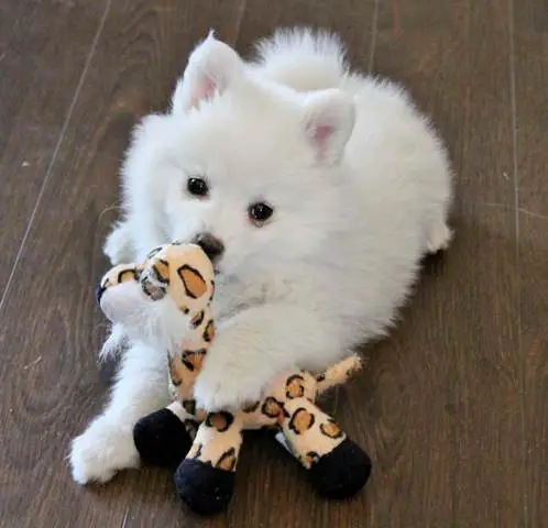 1356792648~Miniature-American-Eskimo-puppy-.jpg