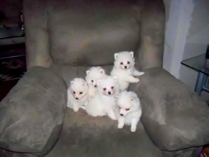 1356792649~Miniature-American-Eskimo-Puppies-in-a-couch.jpg