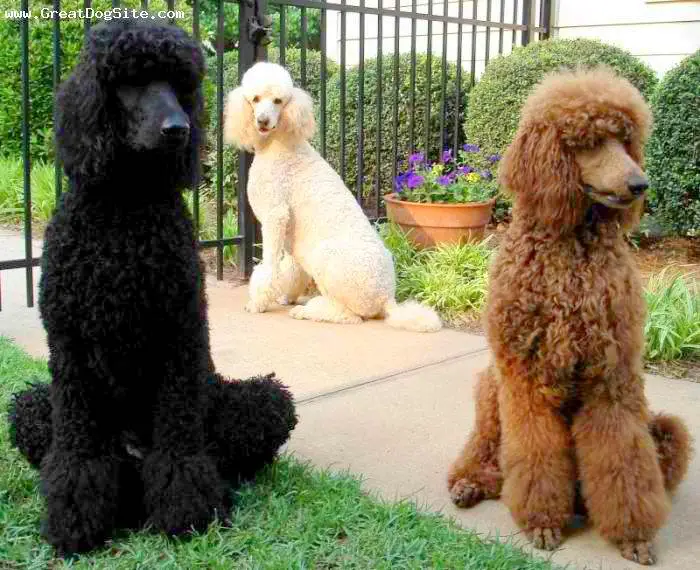 1356801155~Black-Red-and-White-Standard-Poodle.jpg