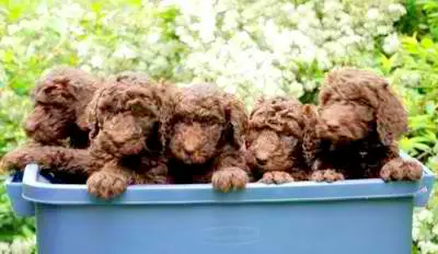 1356801160~Brown-Standard-Poodle-Puppies.jpg