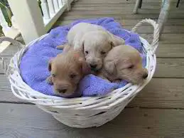 1356829691~White--Schnoodle-Puppies-in-a-basket.jpg