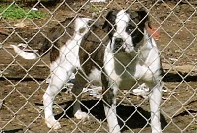 1356859139~Otto-Bulldog-trapped-in-a-fence.jpg