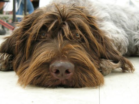 1356859875~A-Wirehaired-Pointing-Griffon-lying-on-the-ground.jpg