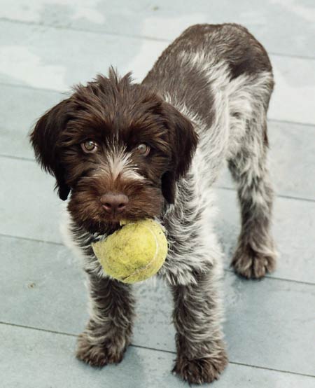 1356859878~Playful-Wirehaired-Pointing-Griffon-dog.jpg