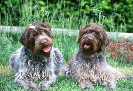 1356859879~Two-Wirehaired-Pointing-Griffon-sitting-together.jpg