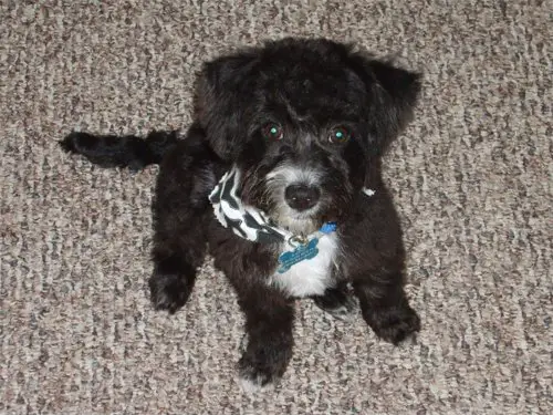 1356861945~Adorable-Westiepoo-puppy-with-black-furs.jpg