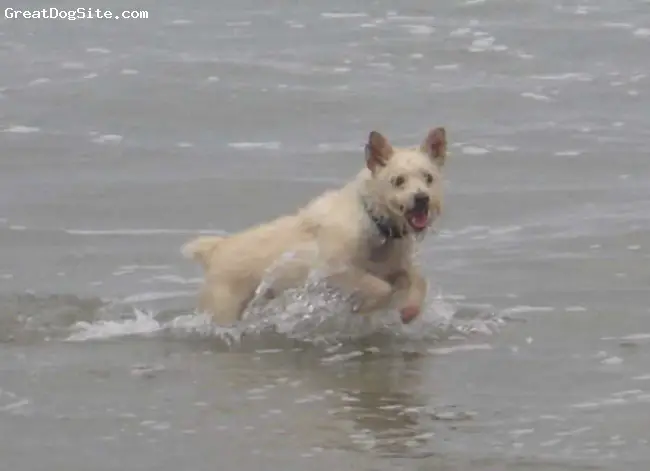1356862277~Westie-Laso-dog-Learing-to-swim.jpg