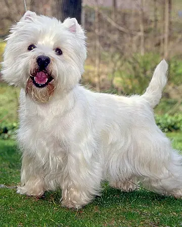 1356862278~A-Westie-Laso-puppy-with-white-furs.jpg