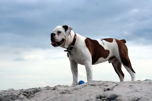 1356943805~Left-angled-view-of-a-Victorian-Bulldog.jpg