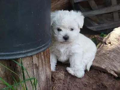 1356944342~A-Wee-Chon-puppy-leaning-on-a-pole.jpg