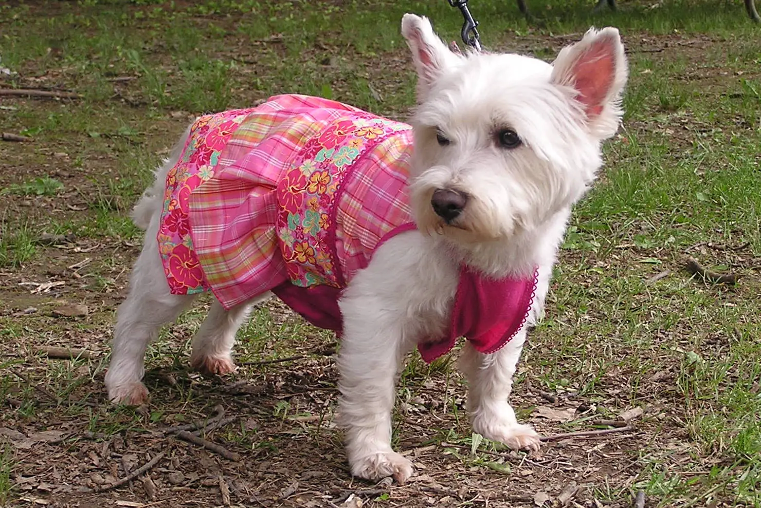1356944703~Westie-Staff-looking-at-its-right.jpg