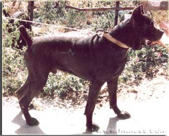 1356944984~Right-angled-view-of-a-Vucciriscu-dog.jpg