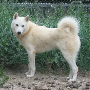 1356945210~Healthy-West-Siberian-Laika-dog.jpg