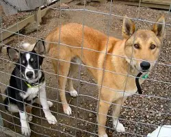 1356945212~Two-West-Siberian-Laika-dog-in-a-cage.jpg