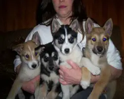 1356945213~A-woman-holding-four-West-Siberian-Laika-puppies.jpg