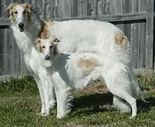 1356945730~Two-Silken-Windhound-dogs-standing-together.jpg