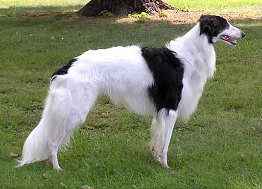 1356945731~Black-and-white-fur-coated-Silken-Windhound-dog.jpg