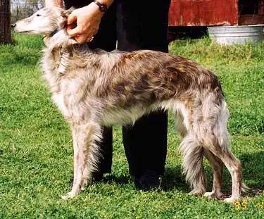 1356945732~Silken-Windhound-dog-with-its-owner.jpg