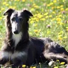 1356945733~Silken-Windhound-dog-distracted-by-something.jpg