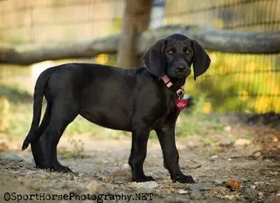 1356946068~Black-fur-coated-Weimardoodle-dog.jpg