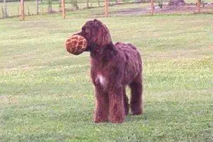 1356946360~A-Springerdoodle-playing-with-ball.jpg