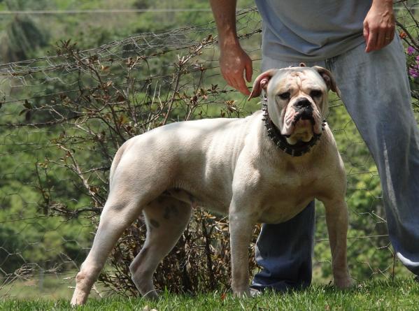 1356947665~Mountain-Bulldog-with-his-owner.jpg