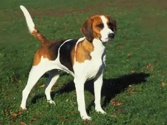 1356955930~This-English-Foxhound-dog-is-distracted-by-something.jpg