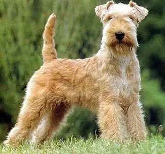 1356956920~Lakeland-Terrier-from-right-angle.jpg