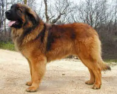1356956972~Leonberger-dogs-are-pretty-big-in-size.jpg