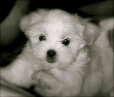 1356957341~A-white-fur-coated-Mal-shi-puppy.jpg