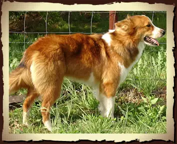 1356958806~Right-sided-view-of-a-Farm-Collie-dog.jpg